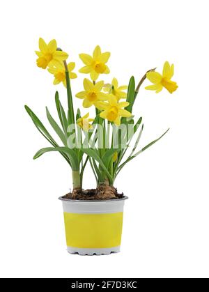 Frühlingsblumenbirne, Narcissus cyclamineus in gelbem Topf isoliert auf weißem Hintergrund Stockfoto