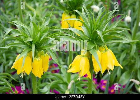 Crown Imperial (Fritillaria Imperialis) Blume, Royal Botanical Gardens, Kew, Borough of Richmond upon Thames, Greater London, England, Vereinigtes Königreich Stockfoto