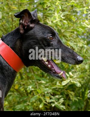 Greyhound.Adult Portrait, laufenden Hund im Freien Nahaufnahme. Stockfoto