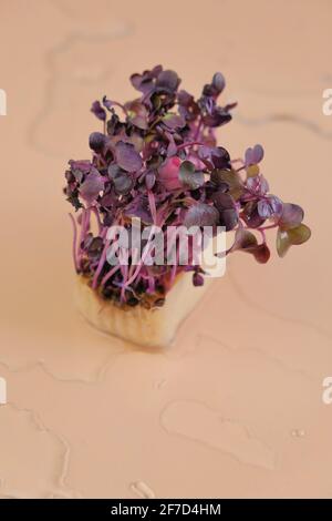 Rettich sprießt .Radish Microgreens auf einem beigen Hintergrund mit Wasser tropft. Frische Mikrogrüns im Wasser.Lila Grüns aus der Nähe.gesunde gesunde gesunde Nahrung Stockfoto