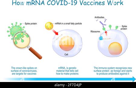 Wie mRNA-Impfstoffe funktionieren. COVID-19. Pandemien verursachten die Entwicklung der mRNA-Technologie für eine neue Möglichkeit, eine Boten-RNA in eine Zelle zu liefern, um eine zu produzieren Stock Vektor