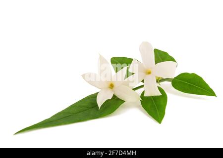 Jasminzweig mit Blüten isoliert auf weißem Hintergrund Stockfoto