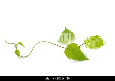 Hopfenzweig mit Blättern und Kegel isoliert auf weißem Baxkground Stockfoto