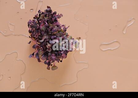 Lila Rettich sprießt .Radish Mikrogrün auf einem beigen Hintergrund mit Wasser tropft. Frische Microgreens im Wasser.Purple Greens.gesunde gesunde gesunde Nahrung Stockfoto