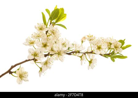 Pflaumenzweig mit Blüten isoliert auf weißem Hintergrund Stockfoto