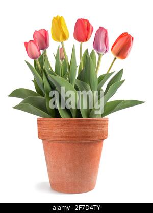 Tulpen Blumen in Vase isoliert auf weißem Hintergrund Stockfoto