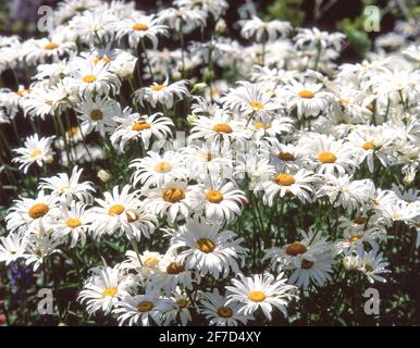 Gänseblümchen ( Leucanthemum vulgare) blüht im Garten, Surrey, England, Vereinigtes Königreich Stockfoto