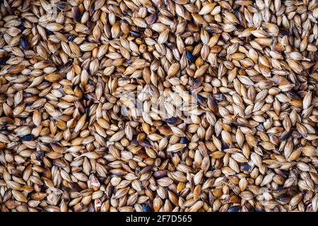 Nahaufnahme von gerösteten Gerstenkörnern. Zutat für Bier oder Kvass. Hintergrund und Textur von gebratenen Körnern Stockfoto