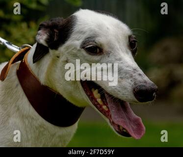 Greyhound.Adult Portrait, laufenden Hund im Freien Nahaufnahme. Stockfoto