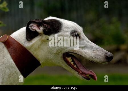 Greyhound.Adult Portrait, laufenden Hund im Freien Nahaufnahme. Stockfoto