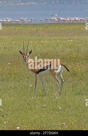 Serengeti Thomson's Gazelle (Eudorcas nasalis) Weibchen auf üppigem Gras mit Lesser Flamingos im Hintergrund Lake Nakuru NP, Kenia Oktober Stockfoto