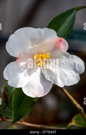 Kamelie 'Cornish Snow' (saluensis x cuspidata) eine winterfrühlingsblühende Strauchpflanze mit einer weißen Frühlingsblume, Stockfoto Stockfoto