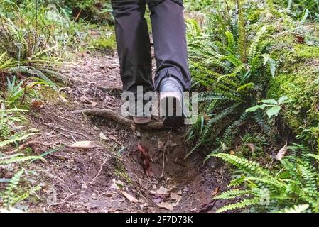 Regenwald in der Nähe von Mt. Taranaki im Egmont National Park, Nordinsel Neuseelands Stockfoto