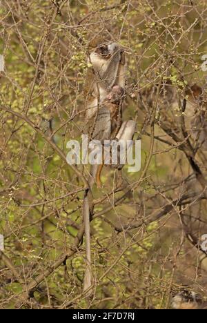 Vervet Monkey (Chlorocebus pygerythrus) Weibchen mit Baby, das sich an Baumknospen ernährt Awash NP, Äthiopien April 2008 Stockfoto