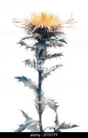 Nahaufnahme der Distel Carline (Carlina vulgaris) auf weißem Hintergrund. Stockfoto