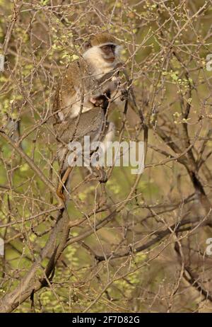 Vervet Monkey (Chlorocebus pygerythrus) Weibchen mit Baby, das sich an Baumknospen ernährt Awash NP, Äthiopien April 2008 Stockfoto