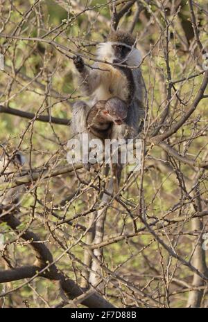 Vervet Monkey (Chlorocebus pygerythrus) Weibchen mit Baby, das sich an Baumknospen ernährt Awash NP, Äthiopien April 2008 Stockfoto