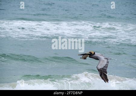 Brauner Pelikan fliegt über den Golf von Mexiko in Gulf Shores, Alabama, USA Stockfoto