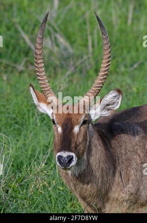 Gewöhnlicher Wasserbock (Kobus ellipsiprymnus) Nahaufnahme des männlichen Kopfes Tsavo West NP, Kenia November Stockfoto