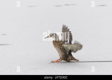 Mallard Anas platyrhynchos, Ente rutscht auf frischem Schnee auf einer gefrorenen Seenoberfläche, während sie landet, Wiltshire, Großbritannien, Februar Stockfoto