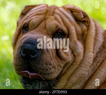 Shar Pei chinesischer Kampfhund mit Falten Stockfoto