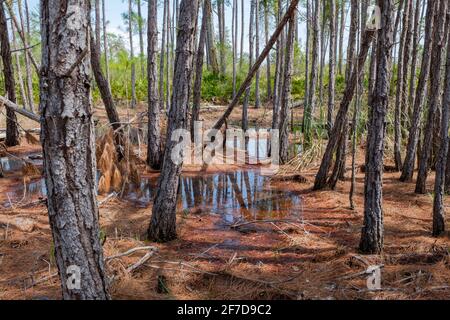 Kiefernwald-Sumpf im Bon Secour National Wildlife Refuge in Gulf Shores, Alabama, USA Stockfoto