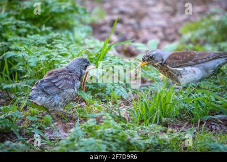 Soor fieldfare, Turdus pylaris, füttert das Küken mit Regenwürmern auf dem Boden. Ein erwachsenes Küken verließ das Nest, aber seine Eltern kümmern sich weiterhin um das Nest Stockfoto