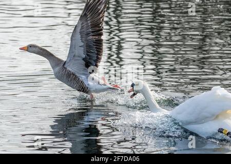 Ein stummer Schwan jagt während der Brutzeit eine Graugans von seinem Territorium. Stockfoto