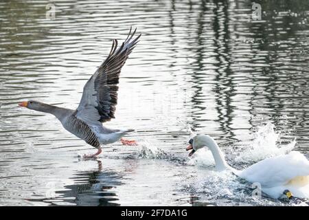 Ein stummer Schwan jagt während der Brutzeit eine Graugans von seinem Territorium. Stockfoto