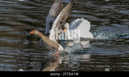 Ein stummer Schwan jagt während der Brutzeit eine Graugans von seinem Territorium. Stockfoto