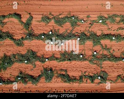 Luftaufnahme des Wassermelonengartens auf dem Bauernhof in Brasilien Stockfoto