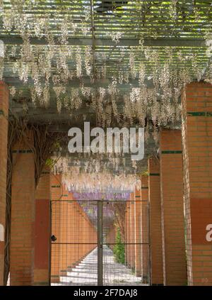 Wisteria sinensis, Glicina Stockfoto