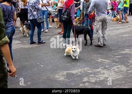 WEISSRUSSLAND, NOVOPOLOTSK - 29. APRIL 2020: Menschenmenge mit Hunden an der Leine aus der Nähe Stockfoto