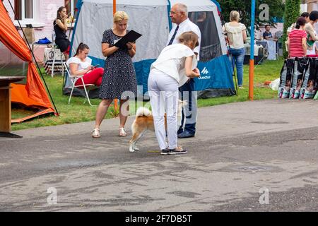 WEISSRUSSLAND, NOVOPOLOTSK - 29. APRIL 2020: Ein Experte bewertet einen Hund auf einer Ausstellung Stockfoto