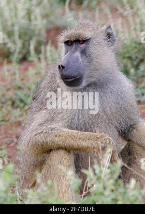 Gelber Pavian (Papio cynocepalus ibeanus), Nahaufnahme des erwachsenen Tsavo West NP, Kenia November Stockfoto