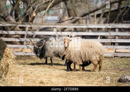 Farm Schafe oder RAM mit großen Hörnern grasen auf dem Feld Stockfoto