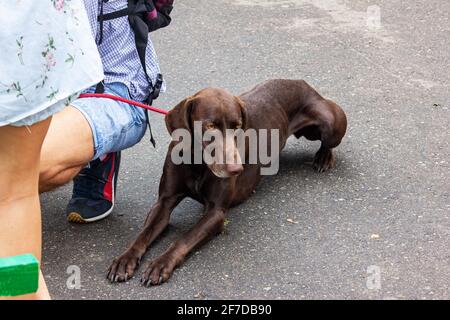 WEISSRUSSLAND, NOVOPOLOTSK - 29. APRIL 2020: Brauner Hund liegt aus nächster Nähe auf dem Bürgersteig Stockfoto