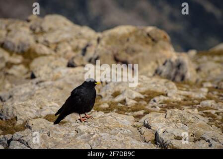 Alpine Chough (Pyrrhocorax graculus) auf dem Gipfel des Pollegó inferior del Pedraforca (Berguedà, Katalonien, Spanien, Pyrenäen) Stockfoto
