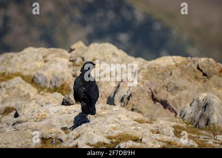 Alpine Chough (Pyrrhocorax graculus) auf dem Gipfel des Pollegó inferior del Pedraforca (Berguedà, Katalonien, Spanien, Pyrenäen) Stockfoto