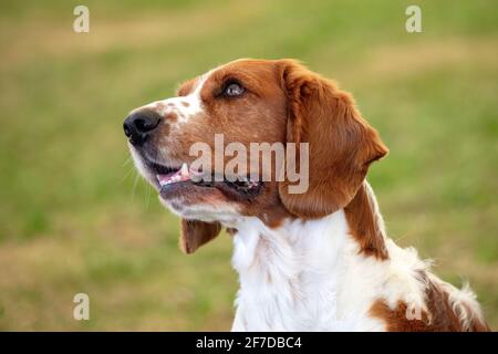Welsh Springer Spaniel Stockfoto