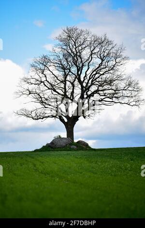 Ein Baum ohne Blätter und grünes Gras und große Steine Gestapelt in der Nähe des Baumes vom umgebenden Feld Stockfoto