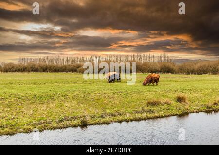 Polderlandschaft bei schönem Sonnenuntergang mit schottischen Hochlandkühen Grüne Weide vor Hintergrund warme Farben untergehende Sonne Stockfoto