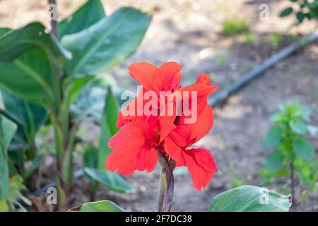 Canna Indica, die gemeinhin als indischen, afrikanischen Maranta, essbare Canna bekannt, lila Maranta, Sierra Leone Pfeilwurz, ist eine Pflanzenart in der Fami Stockfoto