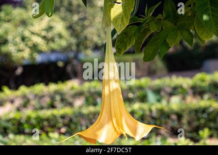 Detail der gelb blühenden Engelstrompete, Brugmansia suaveolens. Auch bekannt als Datura suaveolens, Trompeter oder Floripondio, ist es ein Strauch zu gehören Stockfoto