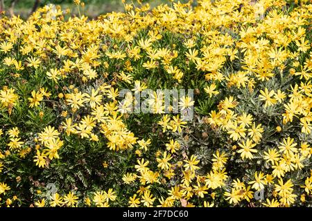 Gelbe Gänseblümchen- oder Euryops pectinatus-Blüten, auch bekannt als Grau- oder Silbersternblüten. Es handelt sich um eine Strauchart, die zu den Asteraceae fam gehört Stockfoto