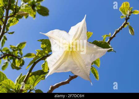Detail der weißen blühenden Engelstrompete, Brugmansia suaveolens. Auch bekannt als Datura suaveolens, Trompeter oder Floripondio, ist es ein Strauch, der zu t Stockfoto