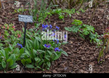 Pulmonaria „Blue Ensign“. Lungenkraut. Stockfoto