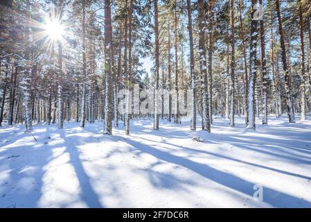 Forêt de la Matte Forest, in Capcir, schneereich im Winter (Les Angles, Pyrénées Orientales, Frankreich) ESP: Bosque del Capcir, en invierno nevado (Pirineos) Stockfoto