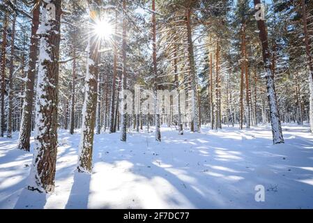 Forêt de la Matte Forest, in Capcir, schneereich im Winter (Les Angles, Pyrénées Orientales, Frankreich) ESP: Bosque del Capcir, en invierno nevado (Pirineos) Stockfoto