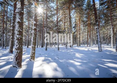 Forêt de la Matte Forest, in Capcir, schneereich im Winter (Les Angles, Pyrénées Orientales, Frankreich) ESP: Bosque del Capcir, en invierno nevado (Pirineos) Stockfoto